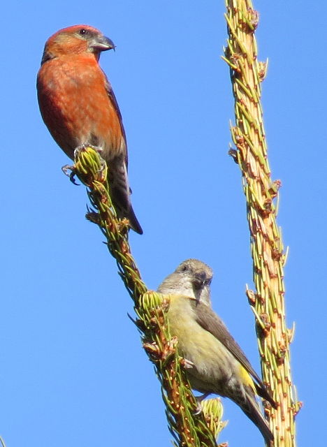 Red Crossbills