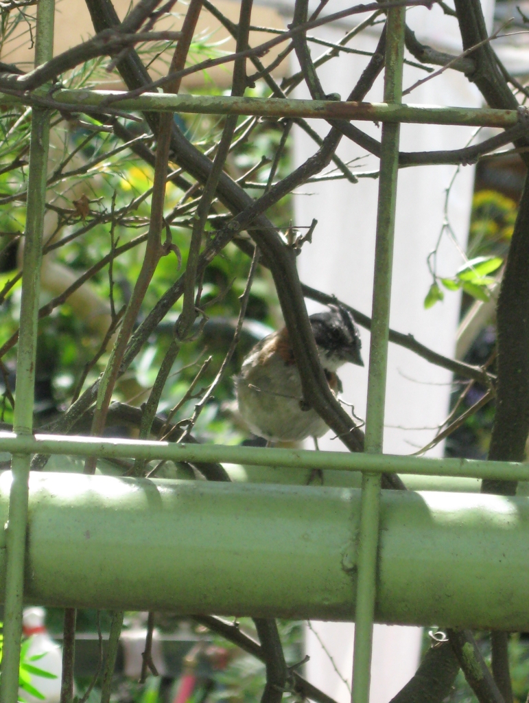 Rufous-Collared Sparrow