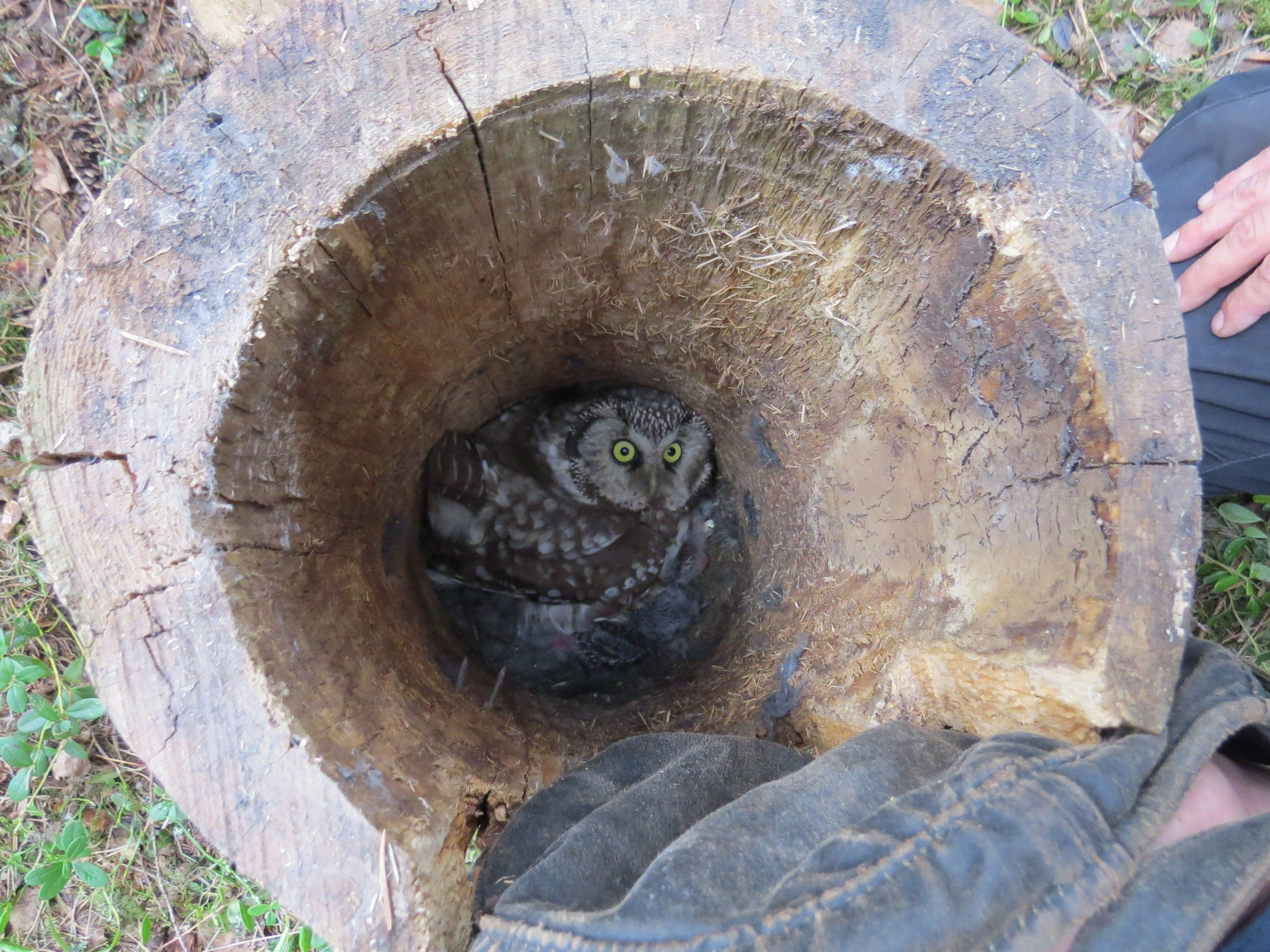 Tengmalm's Owl