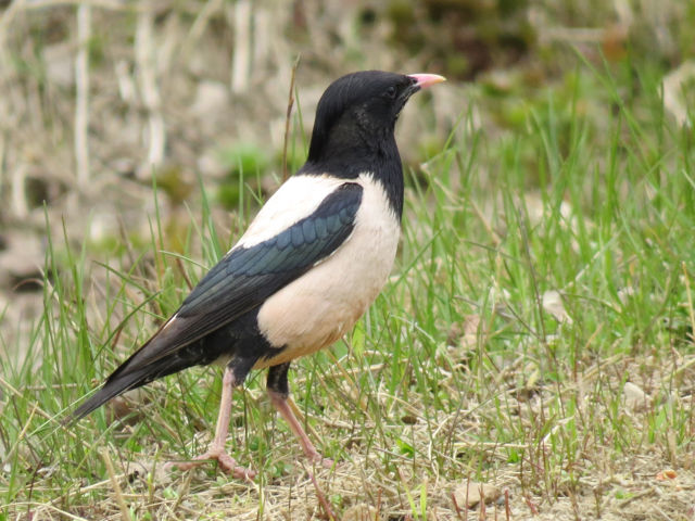 Rosy Starling