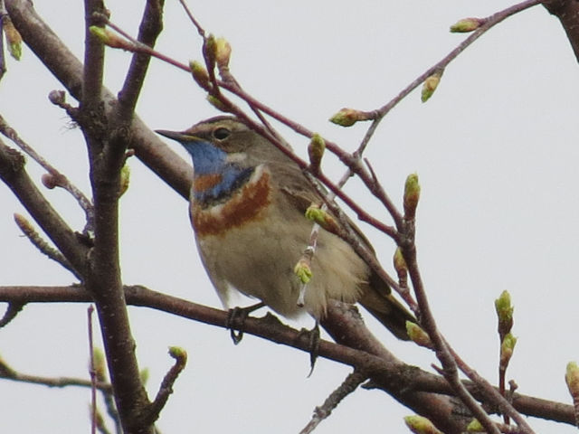 Bluethroat