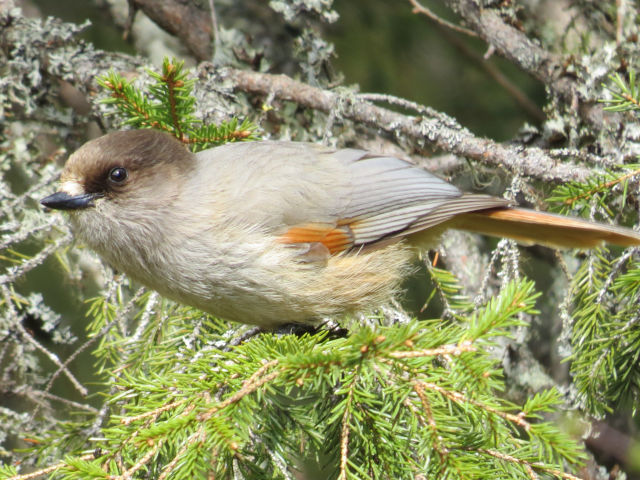 Siberian Jay