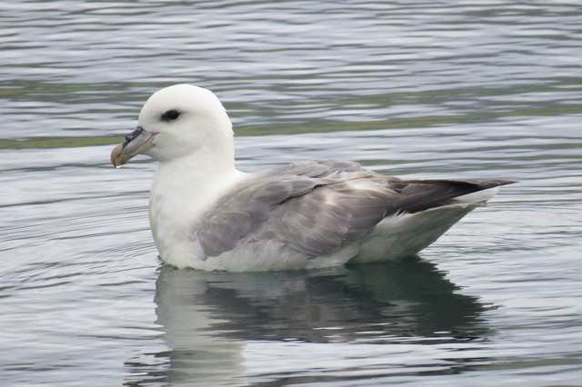 Northern Fulmar